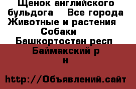 Щенок английского бульдога  - Все города Животные и растения » Собаки   . Башкортостан респ.,Баймакский р-н